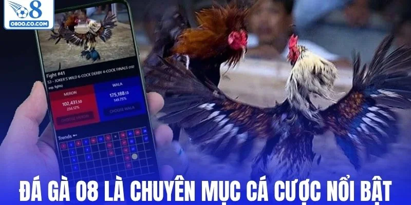 Đá gà O8 là chuyên mục cá cược nổi bật