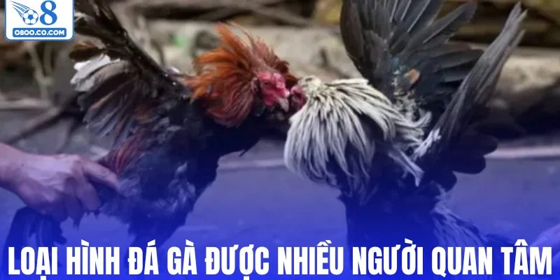 Những loại hình đá gà O8 được nhiều người quan tâm